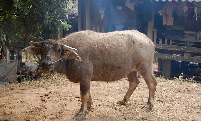 cun-pheo-village-cun-pheo-mai-chau.jpg