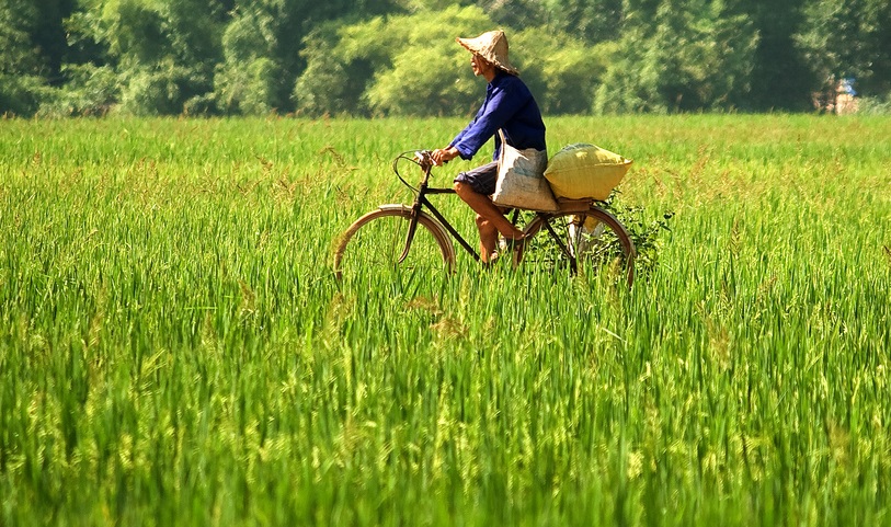 mai-chau-rice-field-mai-chau-hoa-binh.jpg